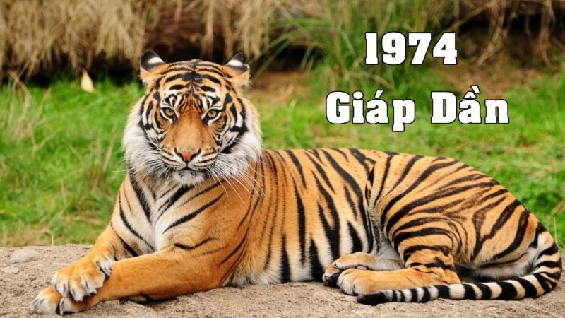 1974 là tuổi con gì và mệnh gì