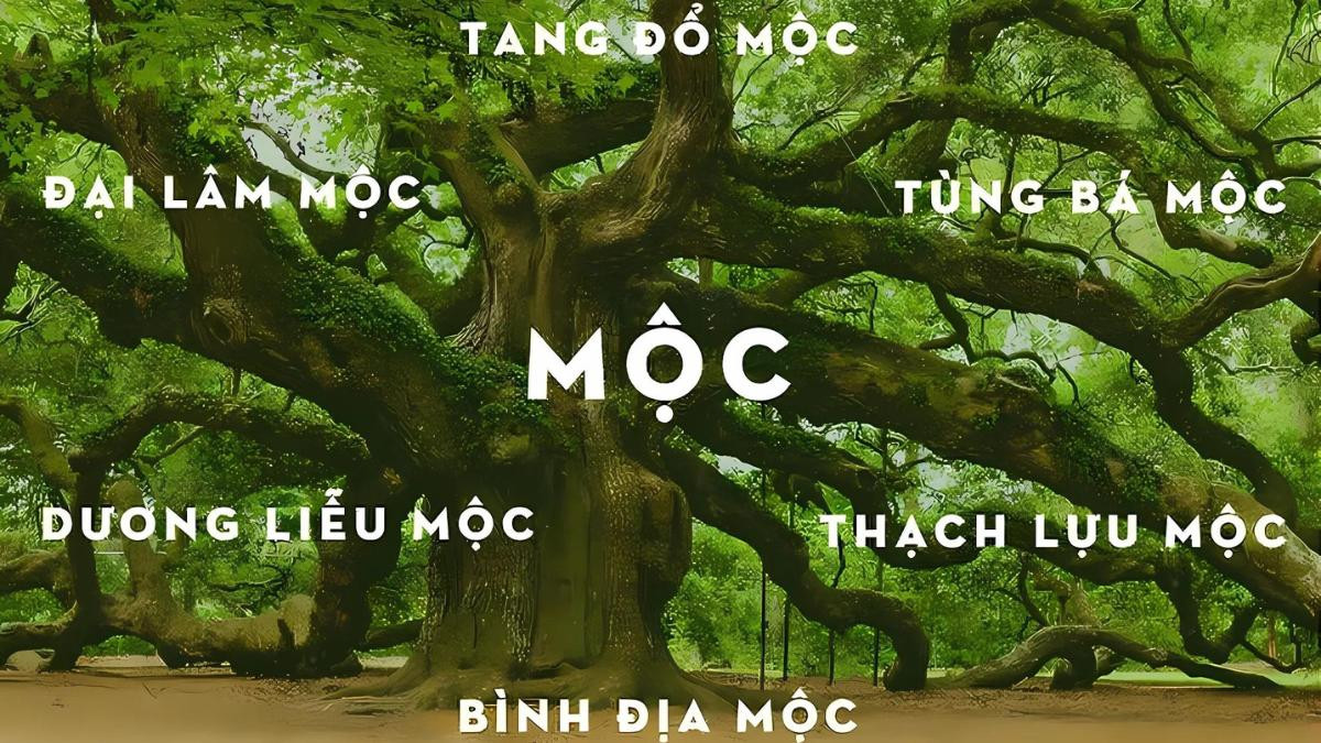 6 nạp âm của mệnh mộc