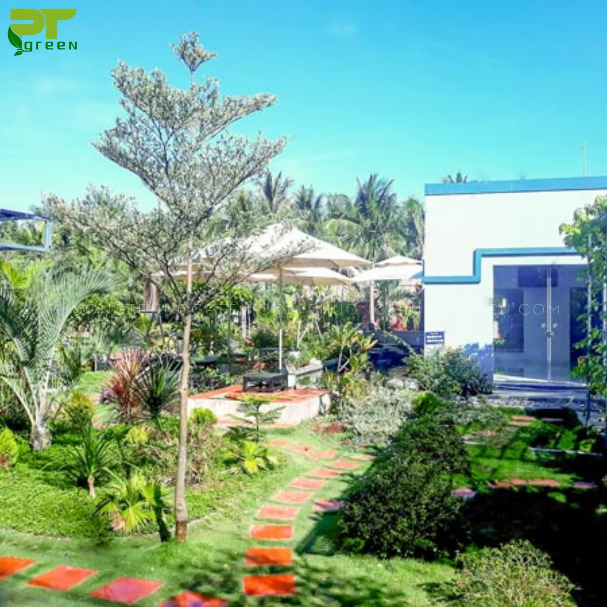 Bàng cẩm thạch trang trí không gian sống
