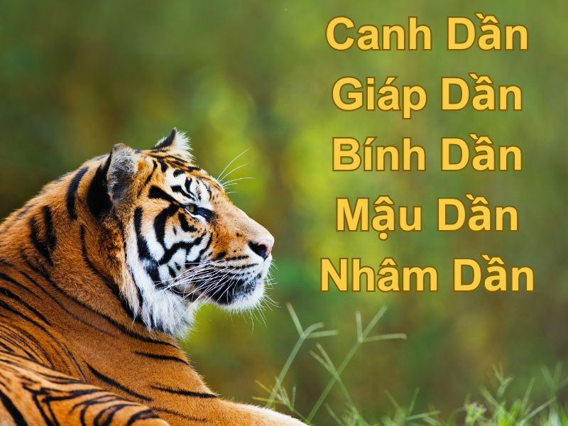 Bảng chi tiết các năm sinh của tuổi Dần và bản mệnh tương ứng