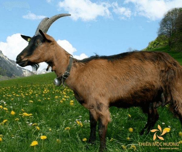 Bảng màu tương sinh tương khắc cho tuổi Ất Mùi 2015