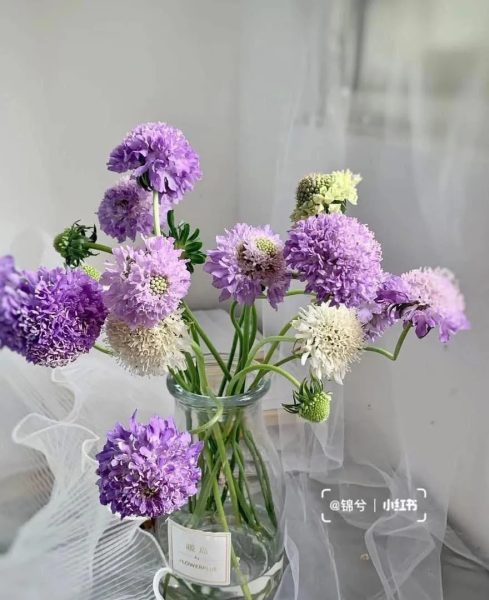 Bánh xe cung hoàng đạo với các ký hiệu chiêm tinh dự báo tu vi 1/4/2025