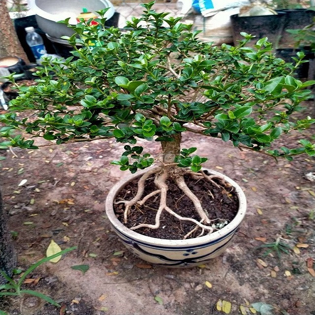 Bí quyết trồng cây sam hương phong thủy
