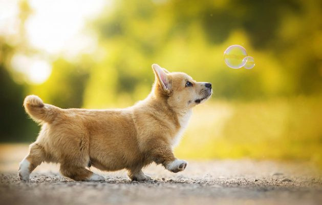Biểu đồ hoặc minh họa các năm sinh thuộc tuổi Tuất, giúp độc giả hiểu rõ hơn về các niên mệnh của người tuổi chó.