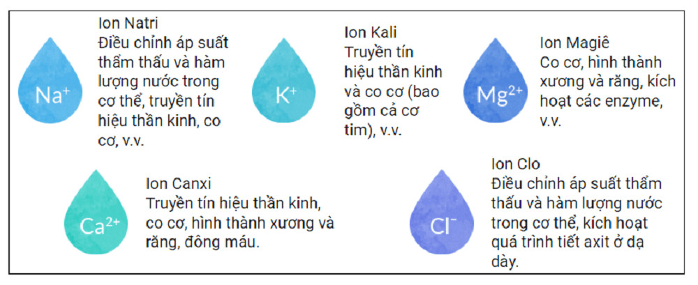 Biểu đồ minh họa vai trò quan trọng của các ion, bao gồm ion đa nguyên tử ví dụ, đối với sức khỏe con người