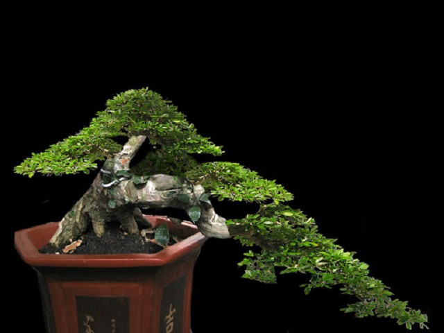 Bộ sưu tập các loại cây linh sam bonsai với đa dạng dáng thế và kích thước