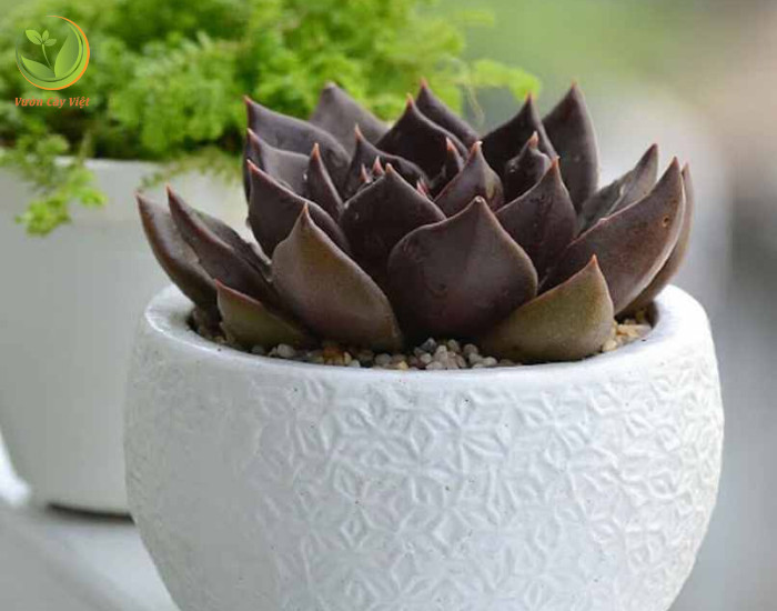 Các bước trồng sen đá nâu cần chú ý đến đất và ánh sáng để cây phát triển tốt