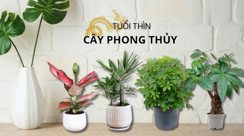 Các loại cây cảnh phong thủy mang lại may mắn cho người sinh năm 1976 mệnh Thổ