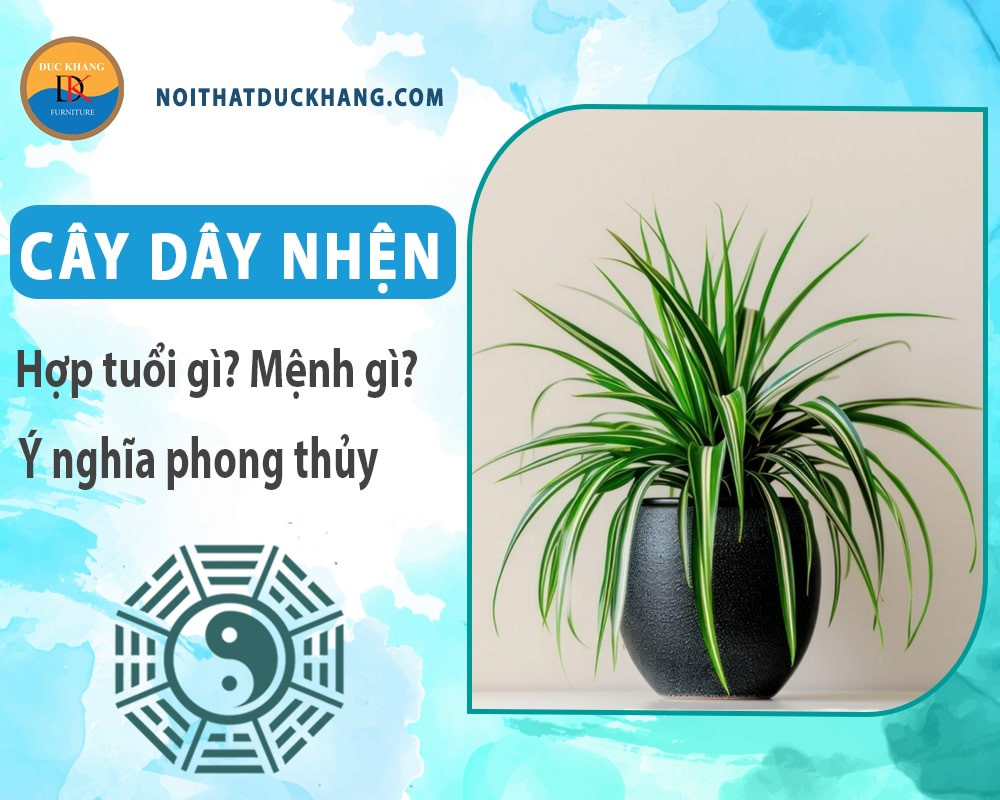 Các loại cây dây nhện đa dạng về màu sắc và hình dáng lá