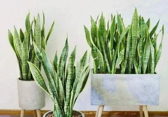 Các loại cây lưỡi hổ xanh khác nhau, giúp gia chủ tìm được loại phù hợp với bản mệnh để tăng cường vận khí.