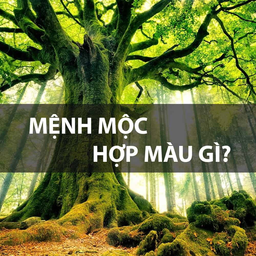 Các màu sắc tương sinh với mệnh Dương Liễu Mộc để thu hút may mắn