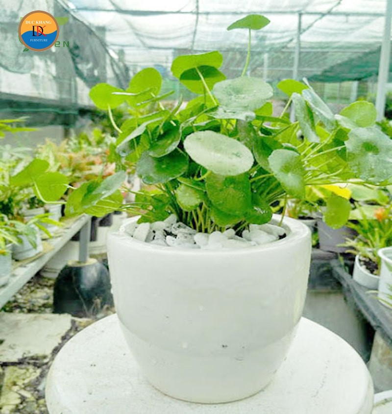 Cách chăm sóc cây cỏ đồng tiền xanh tốt quanh năm