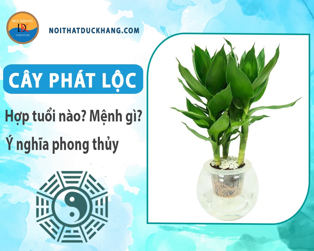 Cách chăm sóc cây phát tài phát lộc thủy sinh