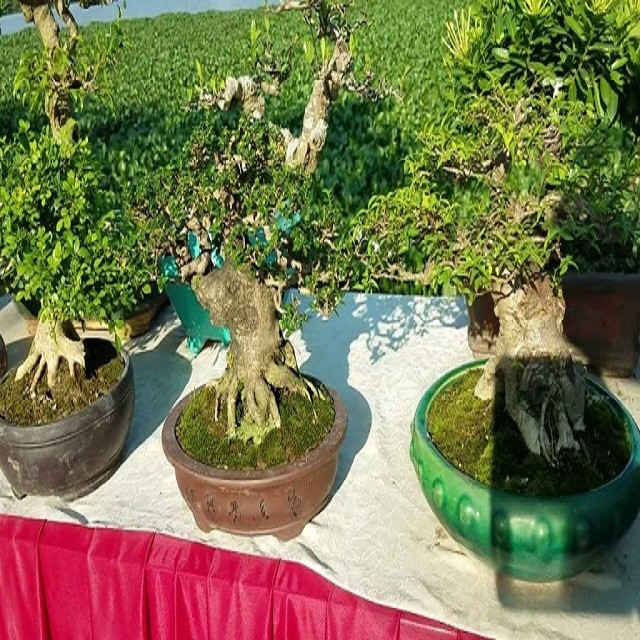 Cách chăm sóc cây sam hương bonsai