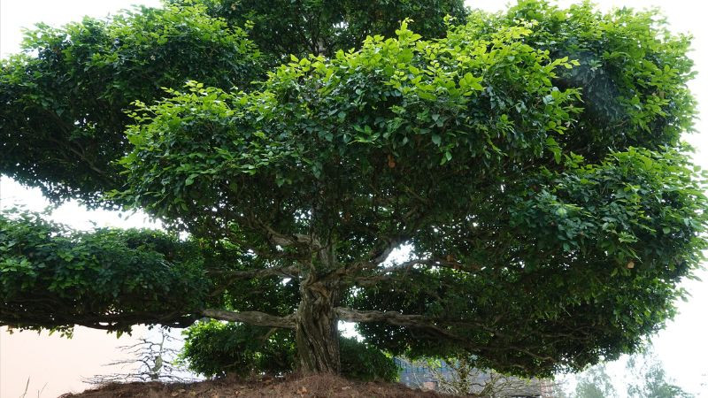 Cách chọn hình nền lá nguyệt quế phù hợp với mệnh của bạn
