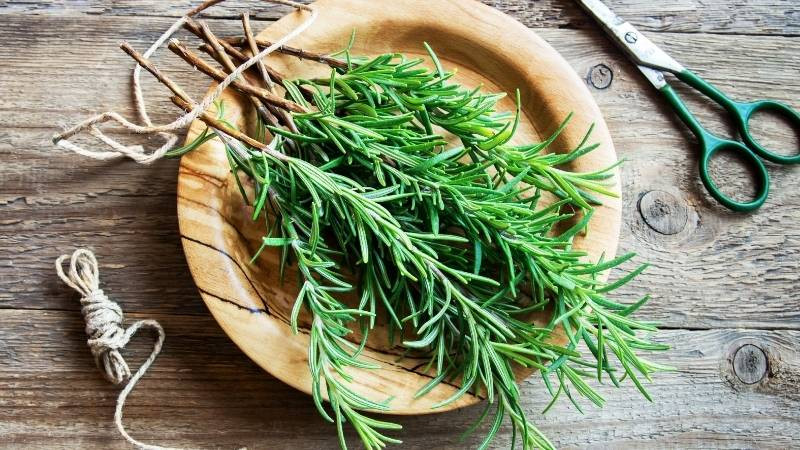 Cách điều chỉnh phong thủy để cây hương thảo hợp mệnh Hỏa