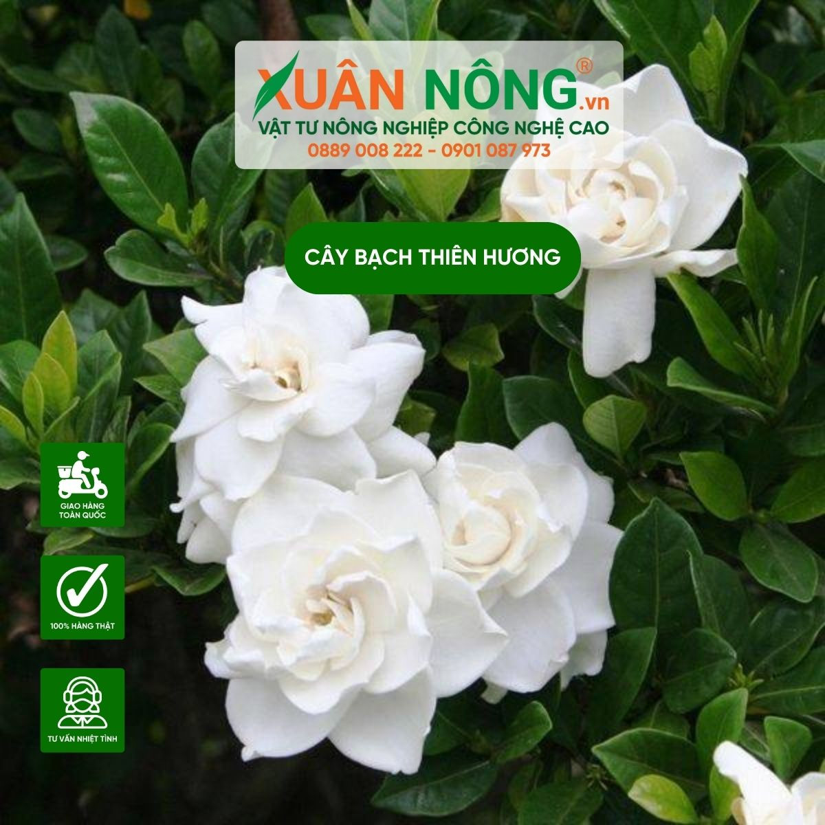 Cách trồng cây bạch thiên hương đúng kỹ thuật