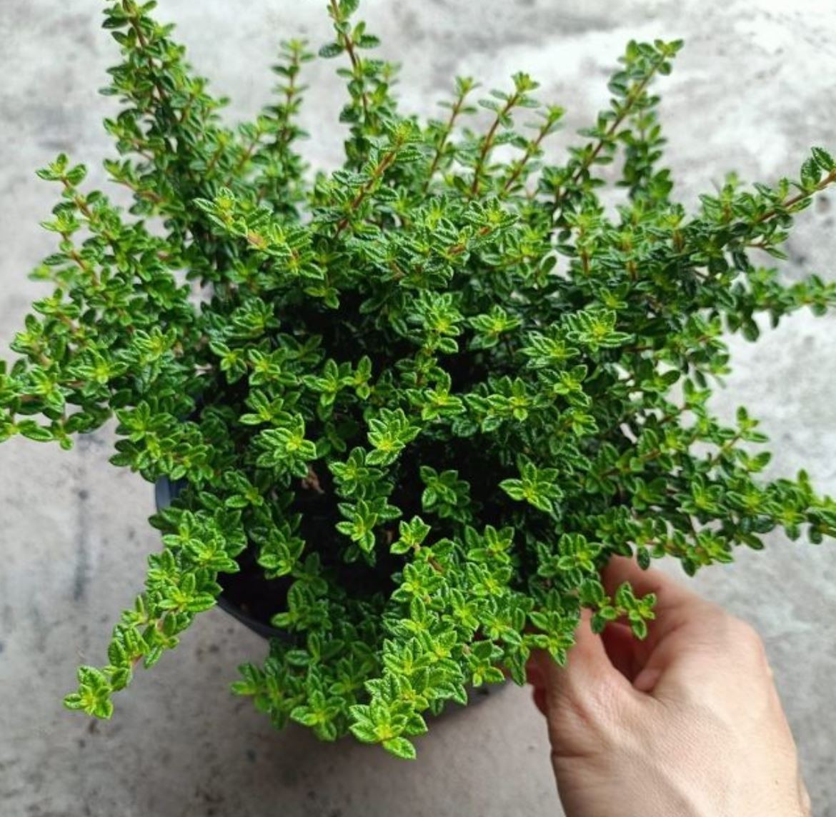 Cách trồng cây Hàm Hương đúng cách để cây phát triển khỏe mạnh