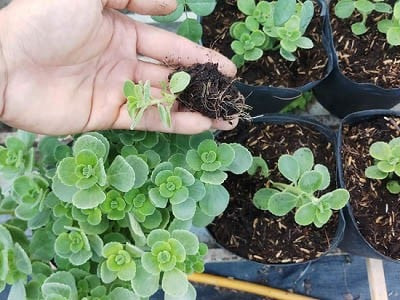 Cách trồng cây nhất mạt hương bằng phương pháp giâm cành đơn giản tại nhà