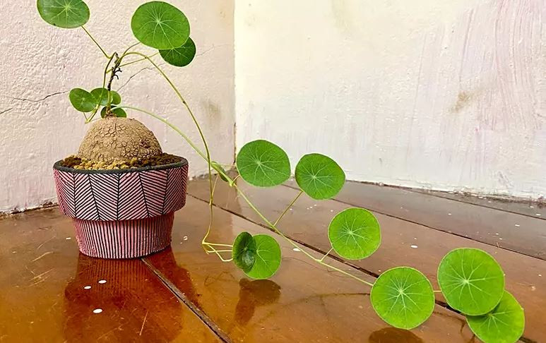 Cách trồng củ bình vôi hợp mệnh gì để cây phát triển tốt
