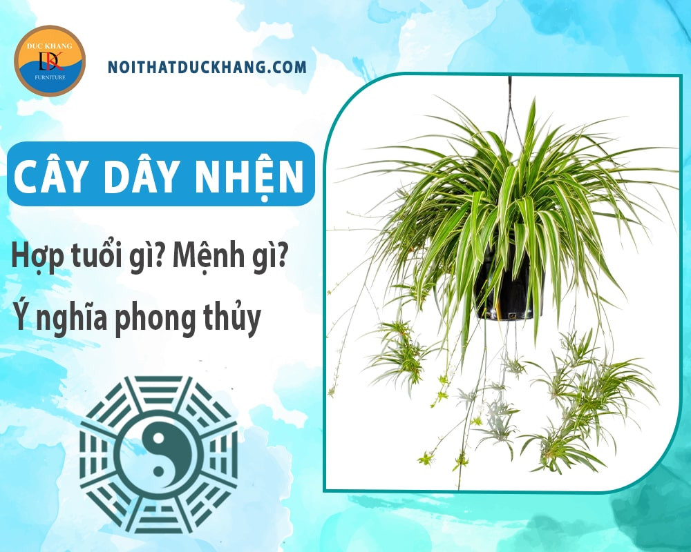 Cận cảnh đặc điểm lá cây dây nhện với sọc trắng đặc trưng