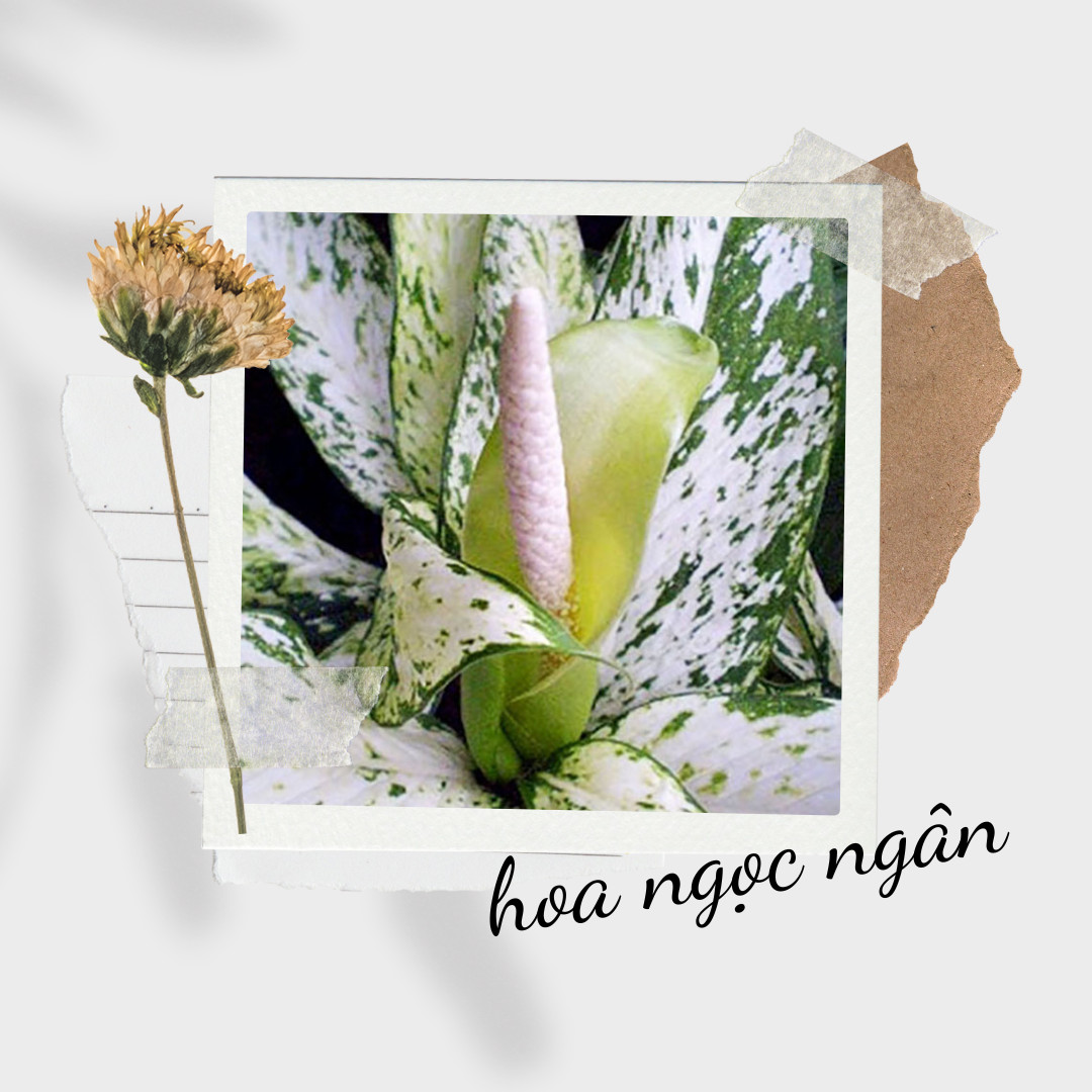 Cận cảnh hoa của cây ngọc ngân với mo hoa màu xanh nhạt, mang ý nghĩa may mắn