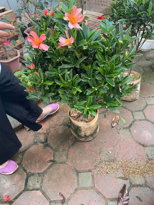 Cành hoa trà tứ quý cánh đơn, thanh cao, phù hợp bản mệnh