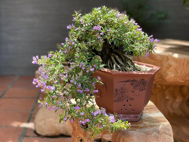 Cặp linh sam bonsai hạt gạo trong chậu đá, hài hòa với phong thủy mệnh Mộc, Hỏa