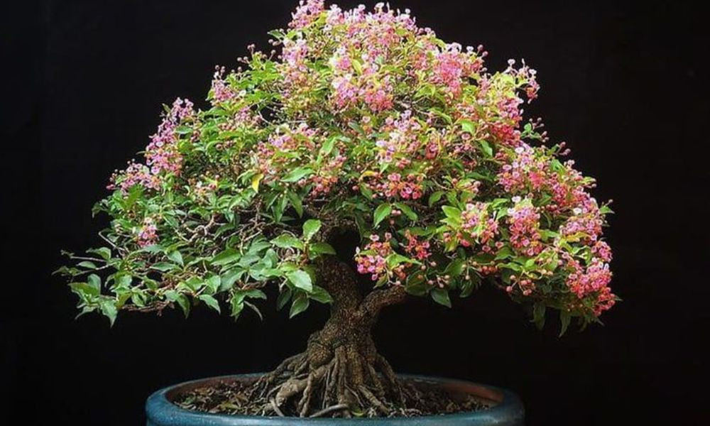 Câu hỏi thường gặp về cây hồng ngọc mai