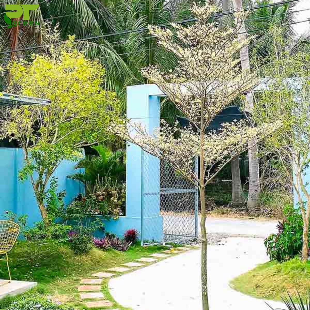 Cây bàng cẩm thạch làm đẹp trước nhà