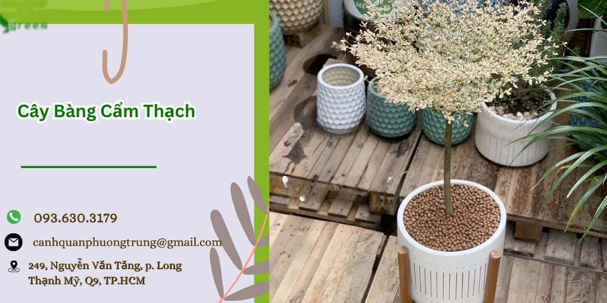 Cây bàng cẩm thạch trong chậu
