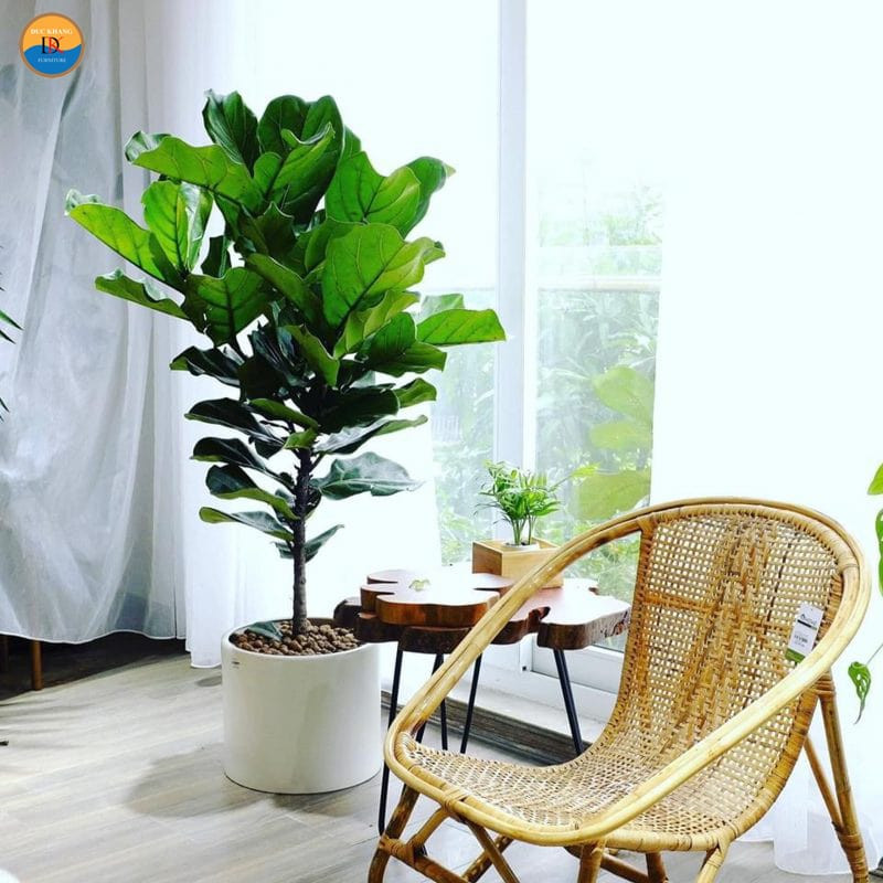 Cây Bàng Singapore hợp mệnh Mộc và Hỏa, mang lại tài lộc và may mắn cho gia chủ