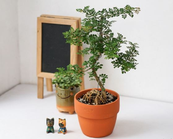 Cây cần thăng bonsai được tạo hình độc đáo, mang ý nghĩa phong thủy tốt lành cho gia chủ