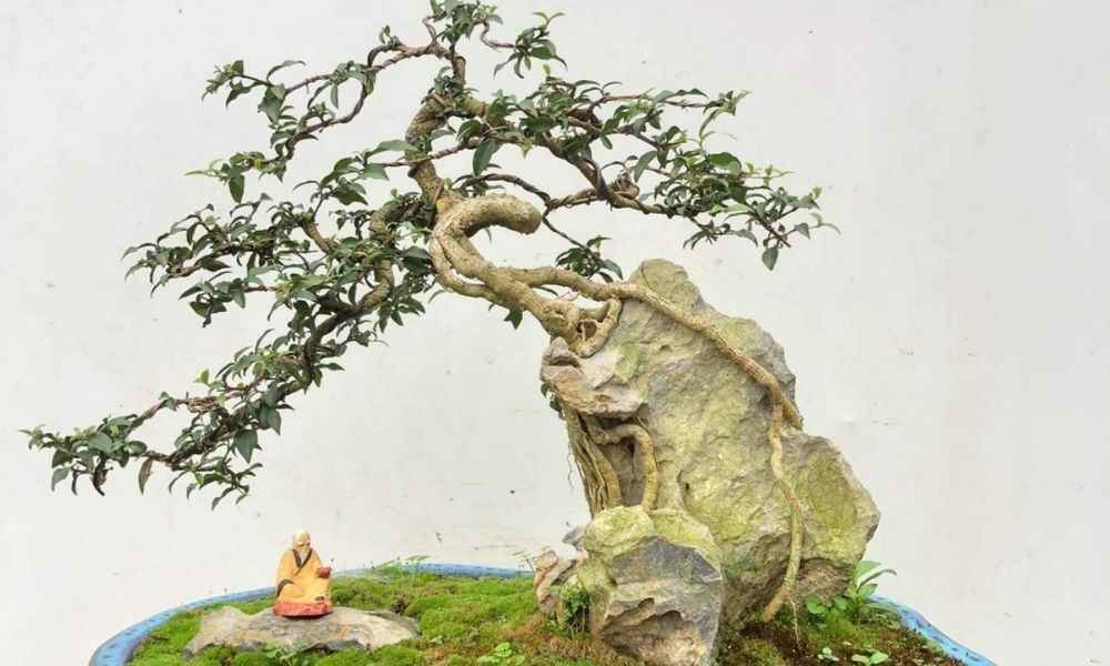 Cây cảnh phong thủy hồng ngọc mai hợp mệnh gì