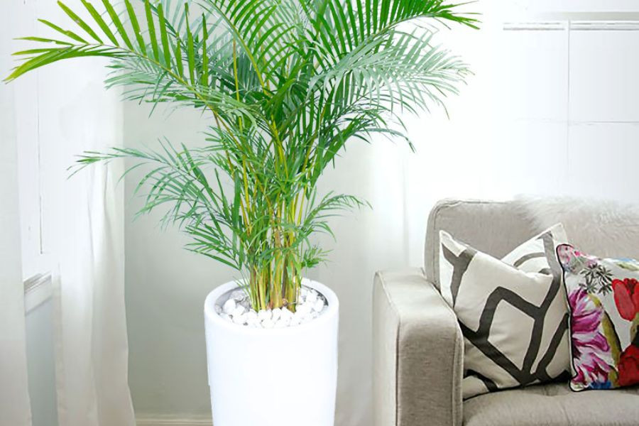 Cây cau cảnh xanh tươi đặt trong chậu đất nung, biểu tượng phong thủy cho người mệnh Mộc.