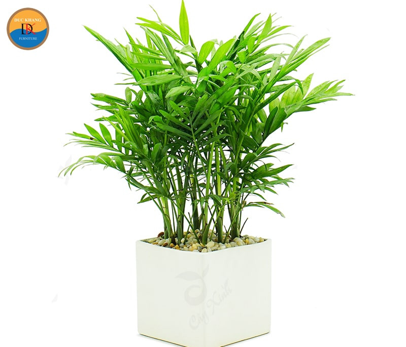 Cây cau tiểu trâm giúp thanh lọc không khí trong văn phòng