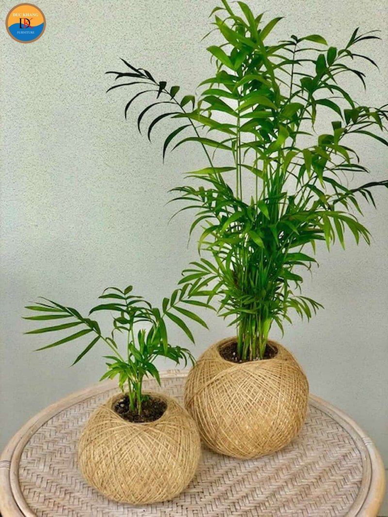 Cây cau tiểu trâm trong chậu đặt trên bàn, hợp người tuổi Thìn, Tý, Tỵ, Sửu