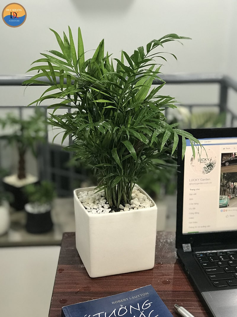 Cây cau tiểu trâm xanh mướt tượng trưng cho ý chí kiên cường