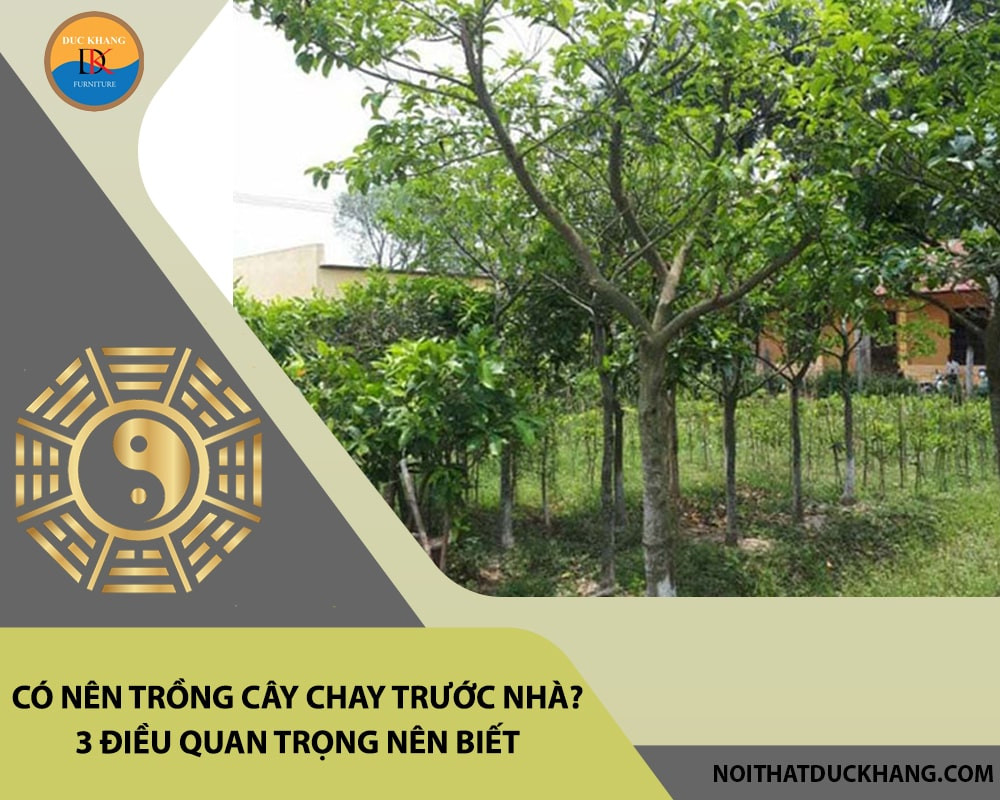 Cây chay với bộ rễ sâu, vững chãi tượng trưng cho sự ổn định