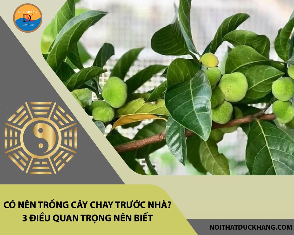 Cây chay xanh tốt mang lại sự bình an và vượng khí cho gia đình