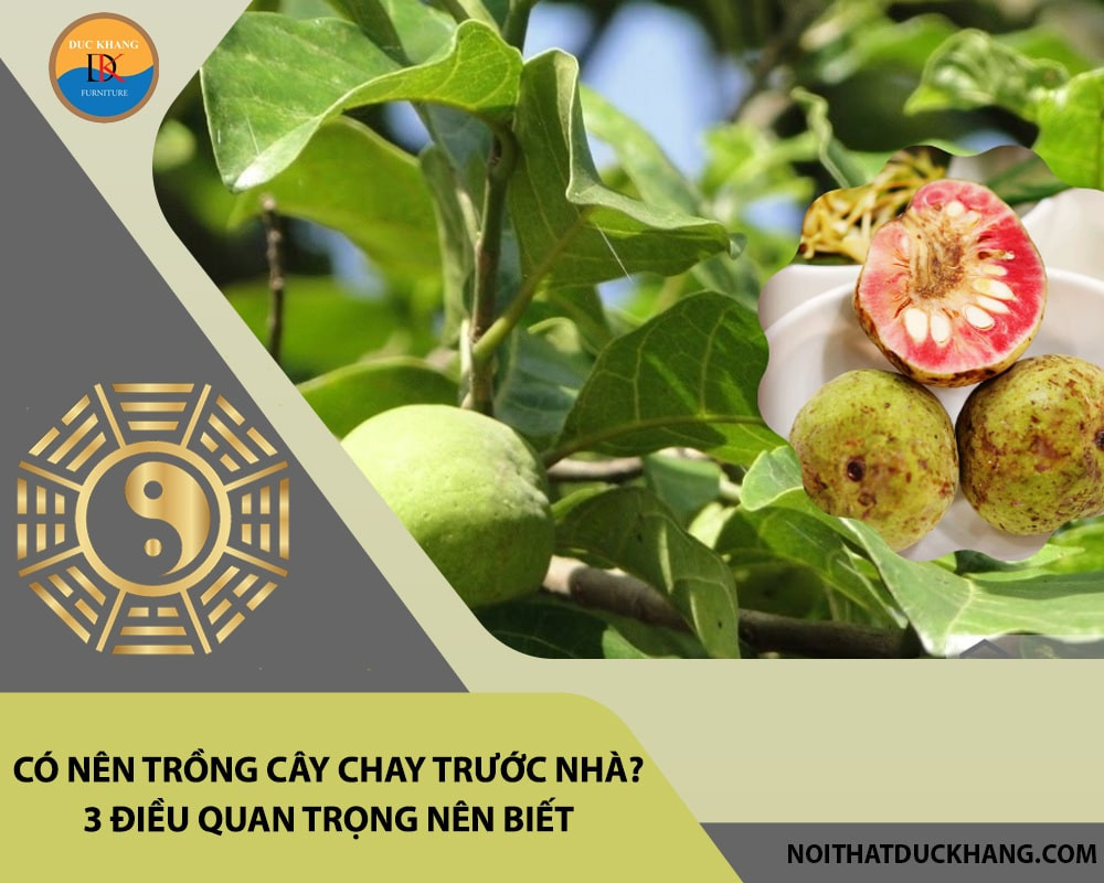 Cây chay xanh tốt với tán lá rộng, tạo bóng mát cho không gian sống