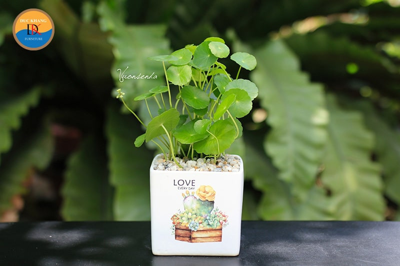 Cây cỏ đồng tiền mang lại may mắn cho người tuổi Thìn Tỵ