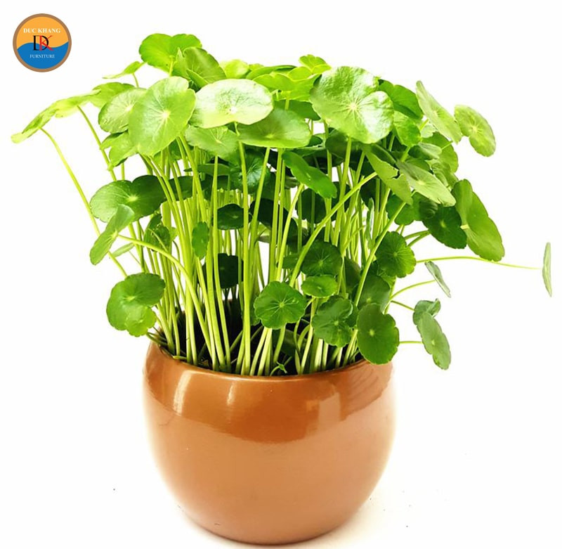 Cây cỏ đồng tiền trang trí bàn làm việc mang lại không gian xanh