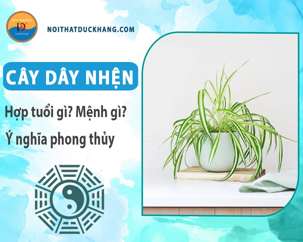 Cây dây nhện giúp người tuổi Mùi phát triển sự nghiệp