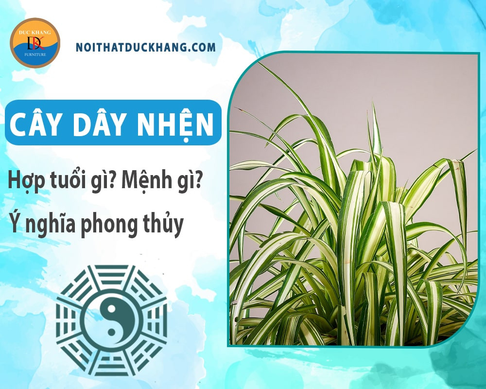 Cây dây nhện không độc hại, an toàn cho không gian gia đình