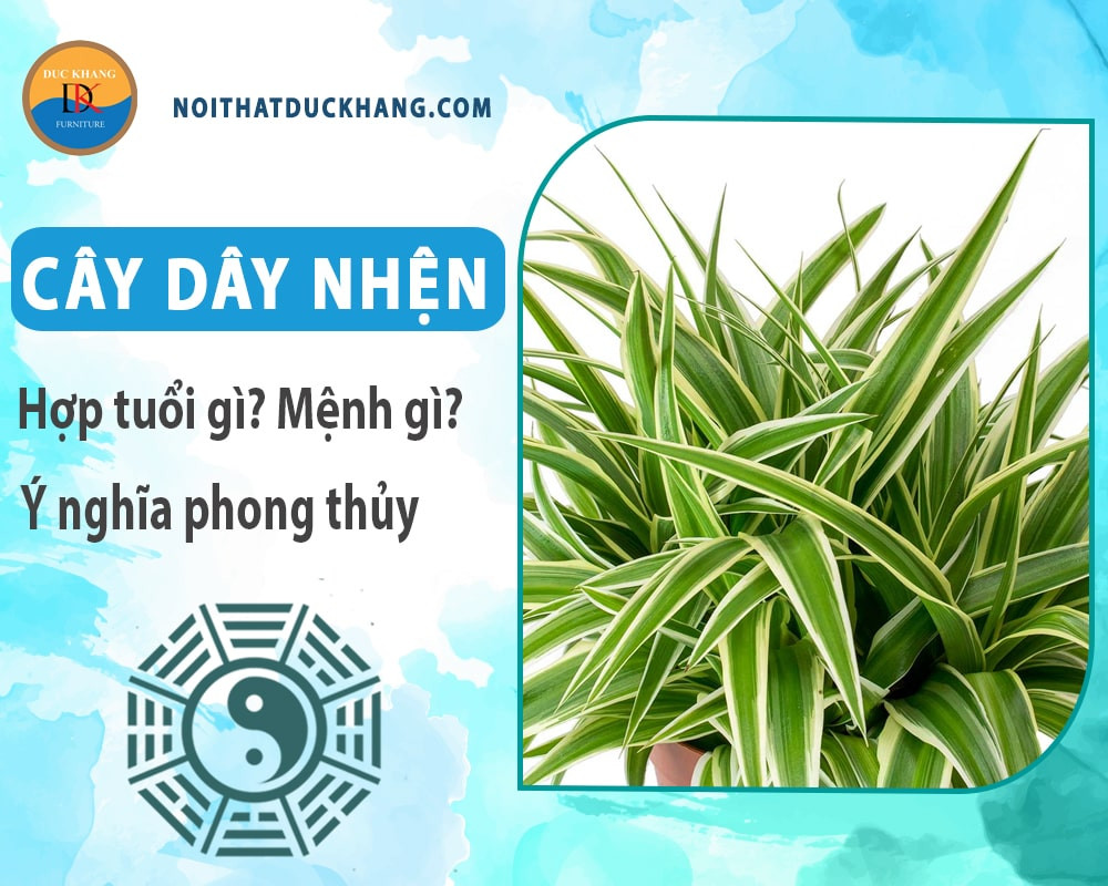 Cây dây nhện mang lại không gian xanh mát và không khí trong lành