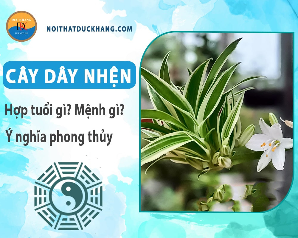 Cây dây nhện trồng thủy sinh trong bình thủy tinh đẹp mắt