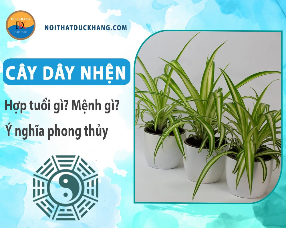 Cây dây nhện tương hợp với các bản mệnh theo quan niệm phong thủy