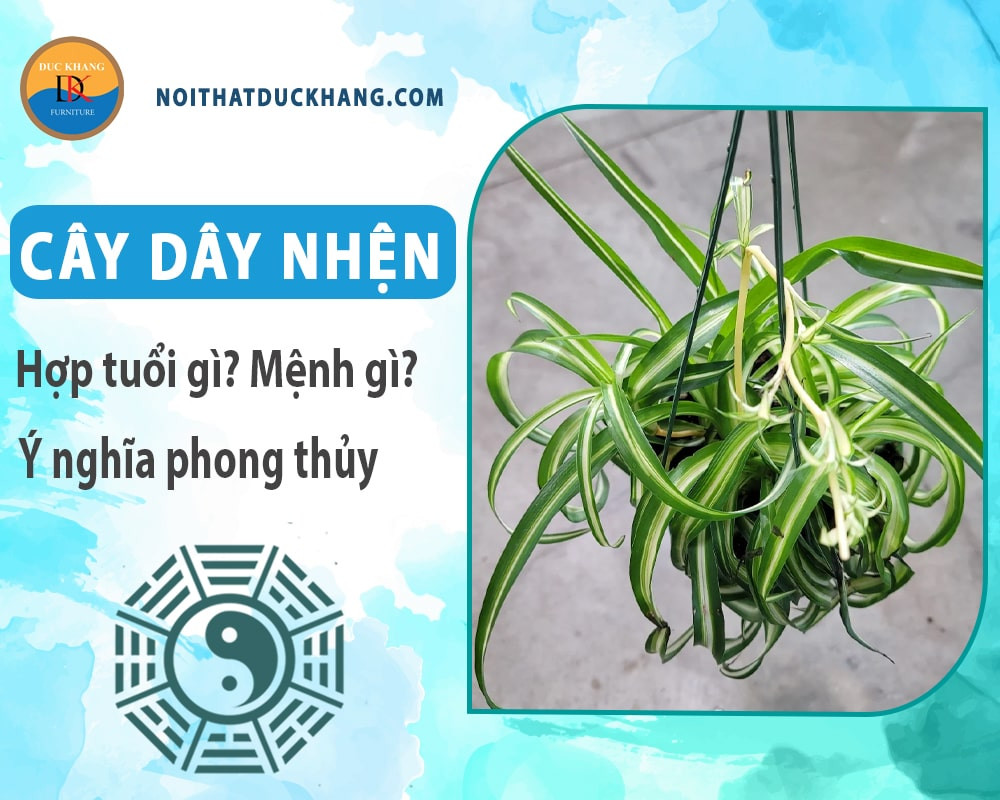 Cây dây nhện với nhiều tác dụng tốt cho sức khỏe con người