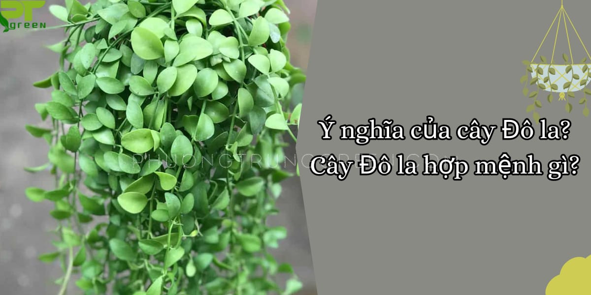 Cây đô la hợp mệnh gì mang ý nghĩa phong thủy tốt lành